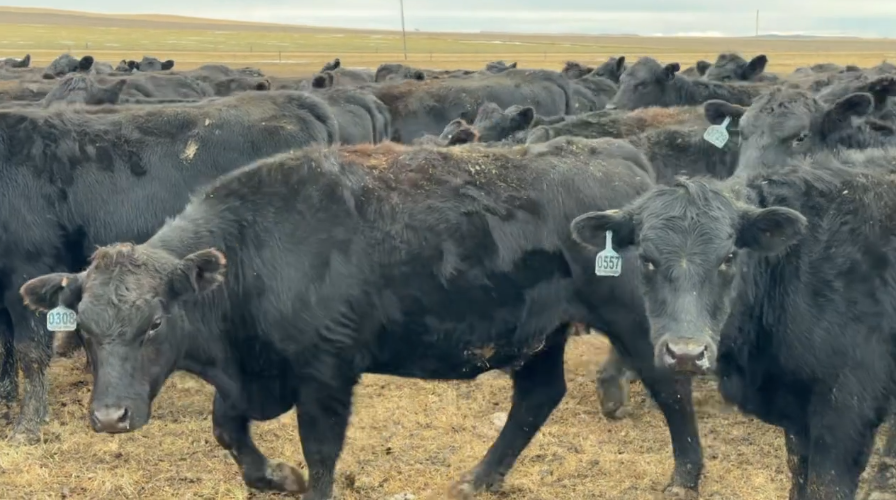 89 head calving April 1 – 3oth, Bred to LBW Black Angus Bulls, 1000-1050 LBS, SHIP DEC 30th.-BH1211B5